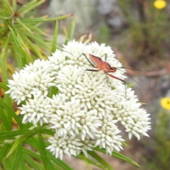 Gminatus australis at McQuoids Hill NR (MCQ) - 23 Nov 2023