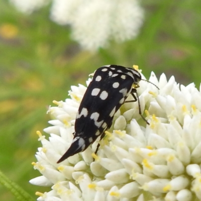 Mordella dumbrelli (Dumbrell's Pintail Beetle) at Tuggeranong, ACT - 23 Nov 2023 by HelenCross