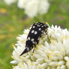 Mordella dumbrelli (Dumbrell's Pintail Beetle) at McQuoids Hill - 23 Nov 2023 by HelenCross