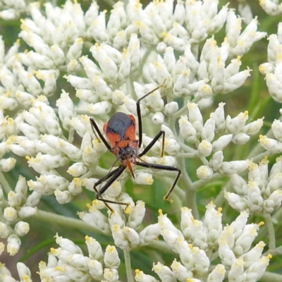 Gminatus australis (Orange assassin bug) at Tuggeranong, ACT - 23 Nov 2023 by HelenCross