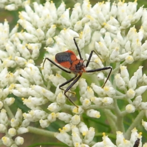 Gminatus australis at McQuoids Hill NR (MCQ) - 23 Nov 2023 11:28 AM