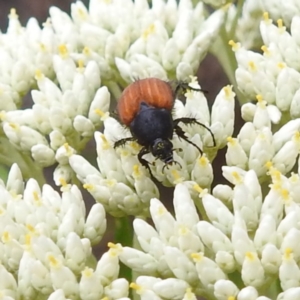 Phyllotocus sp. (genus) at McQuoids Hill NR (MCQ) - 23 Nov 2023