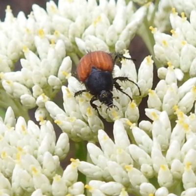 Phyllotocus sp. (genus) (Nectar scarab) at Tuggeranong, ACT - 23 Nov 2023 by HelenCross