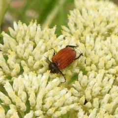 Phyllotocus sp. (genus) at McQuoids Hill NR (MCQ) - 23 Nov 2023