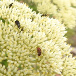 Phyllotocus sp. (genus) at McQuoids Hill NR (MCQ) - 23 Nov 2023