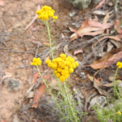 Chrysocephalum semipapposum (Clustered Everlasting) at McQuoids Hill NR (MCQ) - 23 Nov 2023 by HelenCross