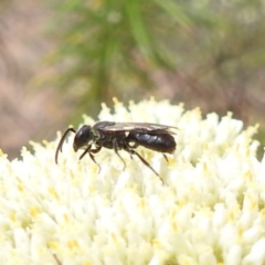 Lasioglossum sp. (genus) (Furrow Bee) at Tuggeranong, ACT - 23 Nov 2023 by HelenCross