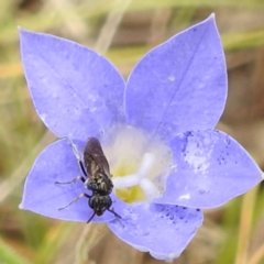 Eurys sp. (genus) (Eurys sawfly) at McQuoids Hill - 23 Nov 2023 by HelenCross