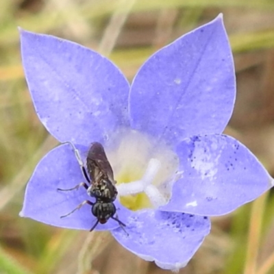 Eurys sp. (genus) (Eurys sawfly) at McQuoids Hill - 23 Nov 2023 by HelenCross