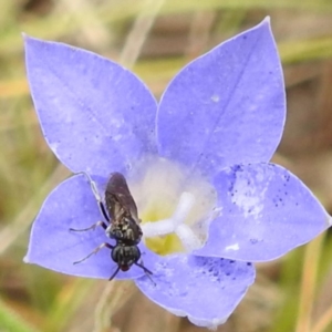 Eurys sp. (genus) at McQuoids Hill NR (MCQ) - 23 Nov 2023