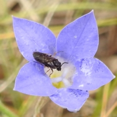 Eurys sp. (genus) at McQuoids Hill NR (MCQ) - 23 Nov 2023