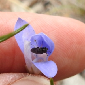 Eurys sp. (genus) at McQuoids Hill NR (MCQ) - 23 Nov 2023 11:17 AM