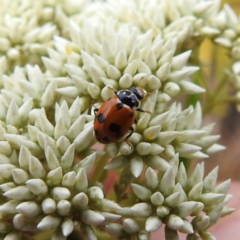 Hippodamia variegata (Spotted Amber Ladybird) at McQuoids Hill NR (MCQ) - 23 Nov 2023 by HelenCross