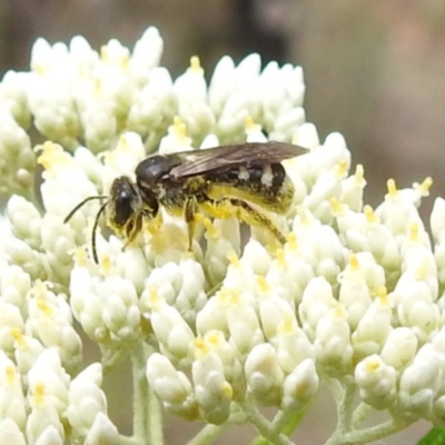Lasioglossum (Chilalictus) sp. (genus & subgenus) (Halictid bee) at Tuggeranong, ACT - 23 Nov 2023 by HelenCross