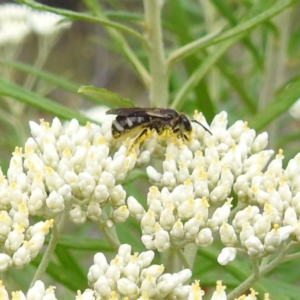 Lasioglossum (Chilalictus) sp. (genus & subgenus) at McQuoids Hill NR (MCQ) - 23 Nov 2023