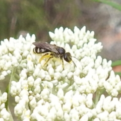 Lasioglossum (Chilalictus) sp. (genus & subgenus) at McQuoids Hill NR (MCQ) - 23 Nov 2023