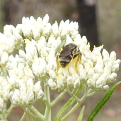 Lasioglossum (Chilalictus) sp. (genus & subgenus) at McQuoids Hill NR (MCQ) - 23 Nov 2023