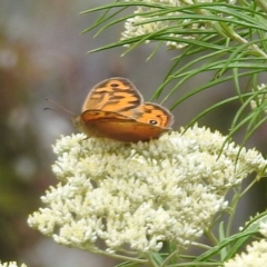 Heteronympha merope (Common Brown Butterfly) at Tuggeranong, ACT - 23 Nov 2023 by HelenCross