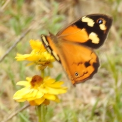 Heteronympha merope at McQuoids Hill NR (MCQ) - 23 Nov 2023