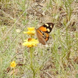 Heteronympha merope at McQuoids Hill NR (MCQ) - 23 Nov 2023