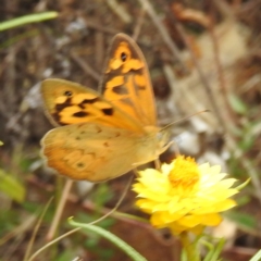 Heteronympha merope at McQuoids Hill NR (MCQ) - 23 Nov 2023