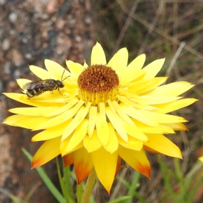 Lasioglossum (Chilalictus) sp. (genus & subgenus) (Halictid bee) at Tuggeranong, ACT - 23 Nov 2023 by HelenCross