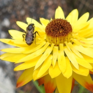 Lasioglossum (Chilalictus) sp. (genus & subgenus) at McQuoids Hill NR (MCQ) - 23 Nov 2023