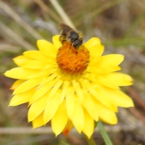 Lasioglossum (Chilalictus) sp. (genus & subgenus) at McQuoids Hill NR (MCQ) - 23 Nov 2023