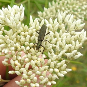 Eleale aspera at McQuoids Hill NR (MCQ) - 23 Nov 2023 11:29 AM