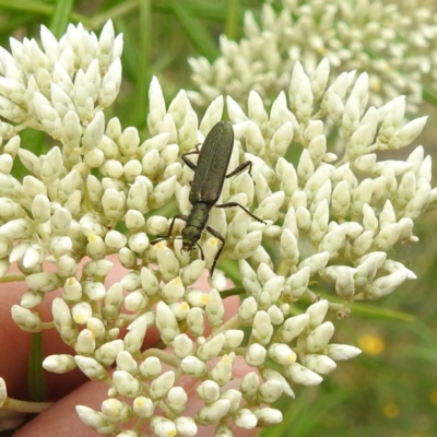 Eleale aspera (Clerid beetle) at McQuoids Hill - 23 Nov 2023 by HelenCross