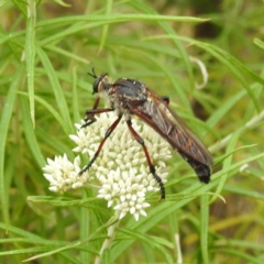 Asilidae (family) (Unidentified Robber fly) at McQuoids Hill NR (MCQ) - 23 Nov 2023 by HelenCross