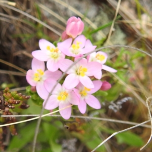 Centaurium sp. at McQuoids Hill NR (MCQ) - 23 Nov 2023