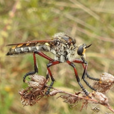 Unidentified Robber fly (Asilidae) at McQuoids Hill - 22 Nov 2023 by HelenCross