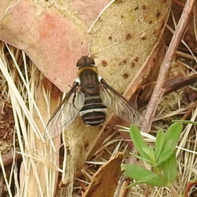 Villa sp. (genus) (Unidentified Villa bee fly) at McQuoids Hill - 23 Nov 2023 by HelenCross