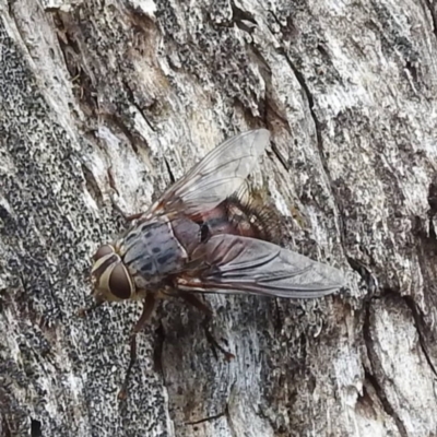 Rutilia (Rutilia) sp. (genus & subgenus) (Bristle fly) at McQuoids Hill - 23 Nov 2023 by HelenCross