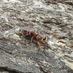 Rutilia (Rutilia) sp. (genus & subgenus) at McQuoids Hill - 23 Nov 2023 11:58 AM