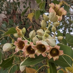 Brachychiton populneus subsp. populneus (Kurrajong) at Kambah, ACT - 23 Nov 2023 by HelenCross