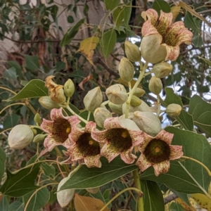 Brachychiton populneus subsp. populneus at Kambah, ACT - 23 Nov 2023