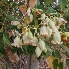 Brachychiton populneus subsp. populneus at Kambah, ACT - 23 Nov 2023