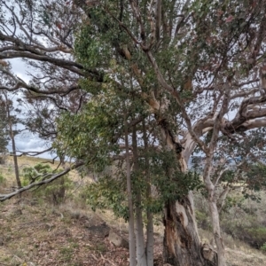 Brachychiton populneus subsp. populneus at Kambah, ACT - 23 Nov 2023