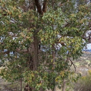 Brachychiton populneus subsp. populneus at Kambah, ACT - 23 Nov 2023