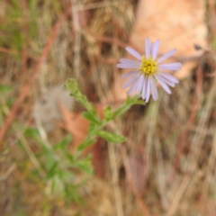 Vittadinia cuneata var. cuneata (Fuzzy New Holland Daisy) at McQuoids Hill - 23 Nov 2023 by HelenCross