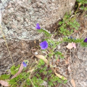 Echium plantagineum at McQuoids Hill NR (MCQ) - 23 Nov 2023