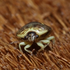 Aspideurus flavescens (Yellow Brown Stink Bug) at Wellington Point, QLD - 21 Nov 2023 by TimL