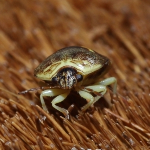 Aspideurus flavescens at Wellington Point, QLD - suppressed