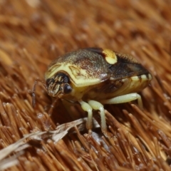 Aspideurus flavescens at Wellington Point, QLD - suppressed