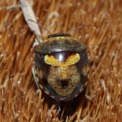 Aspideurus flavescens at Wellington Point, QLD - suppressed