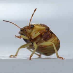 Aspideurus flavescens at Wellington Point, QLD - suppressed