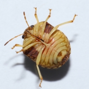 Aspideurus flavescens at Wellington Point, QLD - suppressed