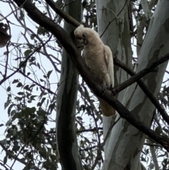 Cacatua sanguinea (Little Corella) at Kangaroo Valley, NSW - 24 Nov 2023 by lbradleyKV